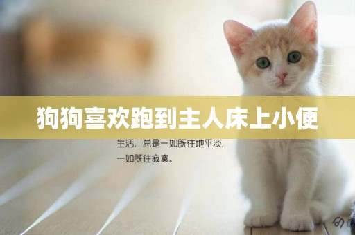 狗狗喜歡跑到主人床上小便