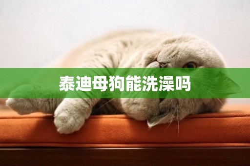 泰迪母狗能洗澡嗎