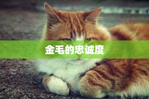 金毛的忠誠度