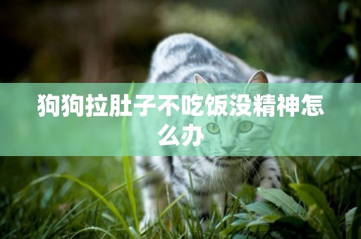 狗狗拉肚子不吃飯沒精神怎么辦