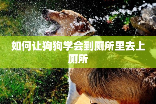 如何讓狗狗學會到廁所里去上廁所