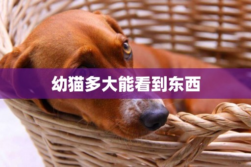 幼貓多大能看到東西