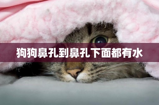 狗狗鼻孔到鼻孔下面都有水
