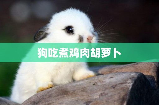 狗吃煮雞肉胡蘿卜