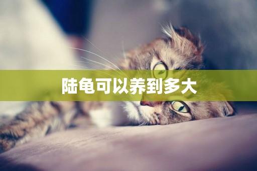 陸龜可以養到多大