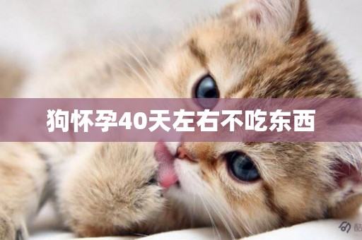 狗懷孕40天左右不吃東西