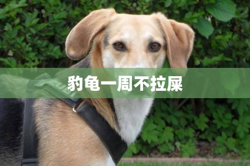 豹龜一周不拉屎