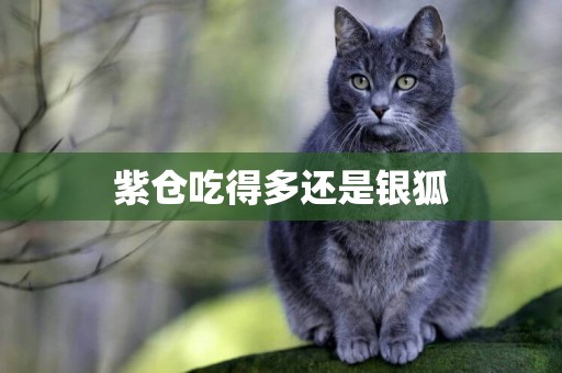 紫倉吃得多還是銀狐