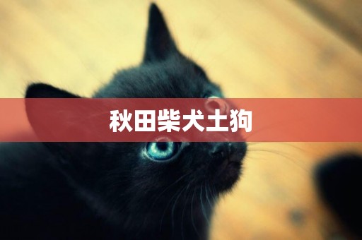 秋田柴犬土狗