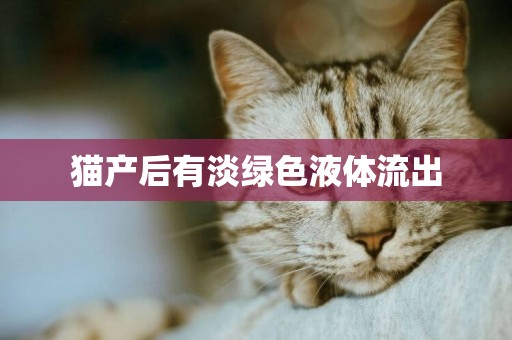 貓產后有淡綠色液體流出