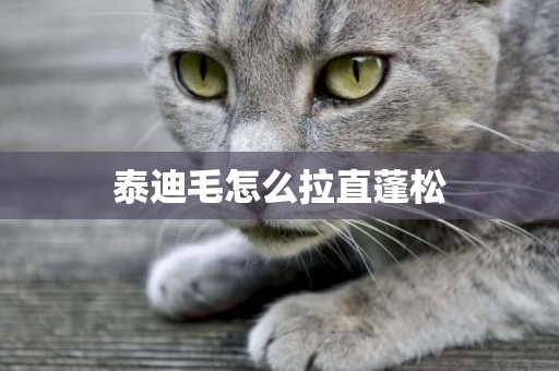 泰迪毛怎么拉直蓬松