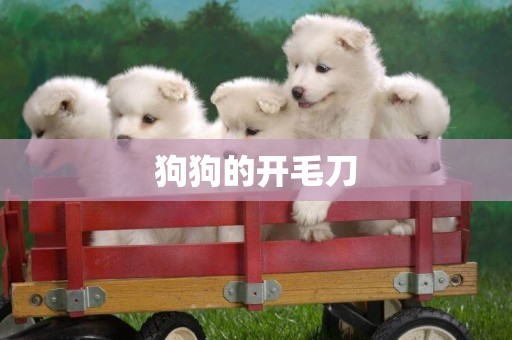 狗狗的開毛刀