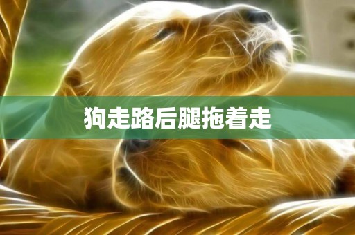 狗走路后腿拖著走