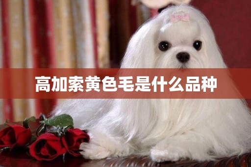 高加索黃色毛是什么品種