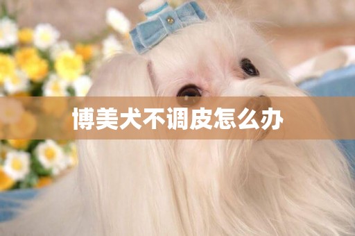 博美犬不調皮怎么辦