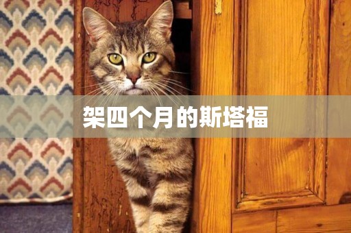 架四個月的斯塔福