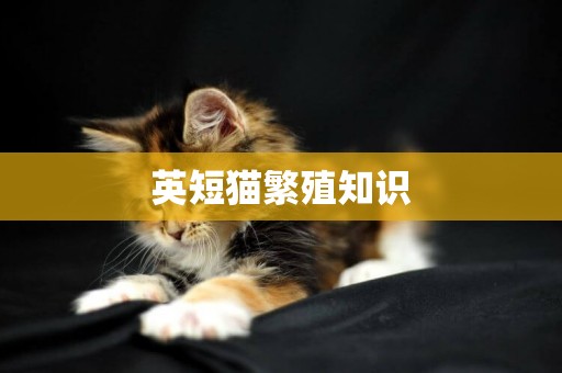 英短貓繁殖知識