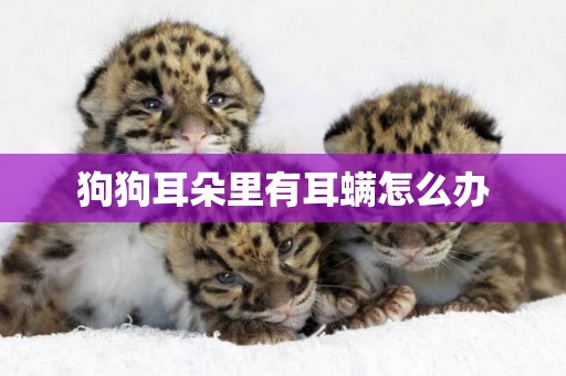 狗狗耳朵里有耳螨怎么辦