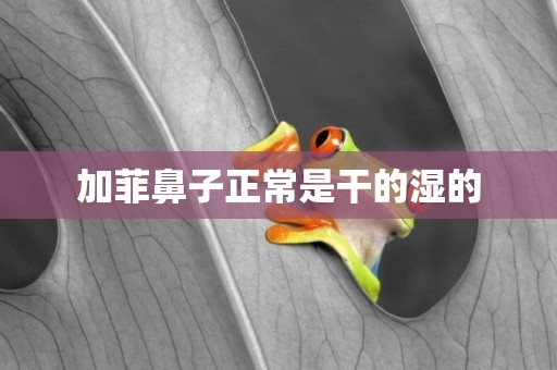 加菲鼻子正常是干的濕的