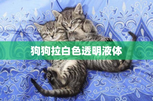 狗狗拉白色透明液體