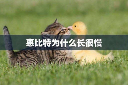 惠比特為什么長很慢