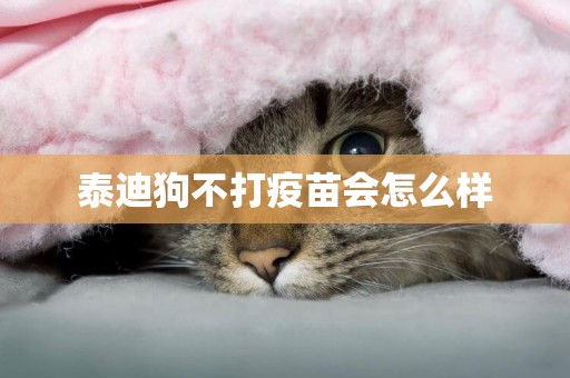 泰迪狗不打疫苗會怎么樣