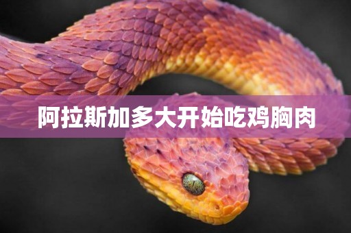 阿拉斯加多大開始吃雞胸肉