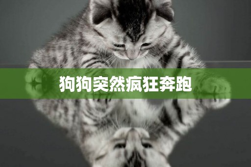 狗狗突然瘋狂奔跑