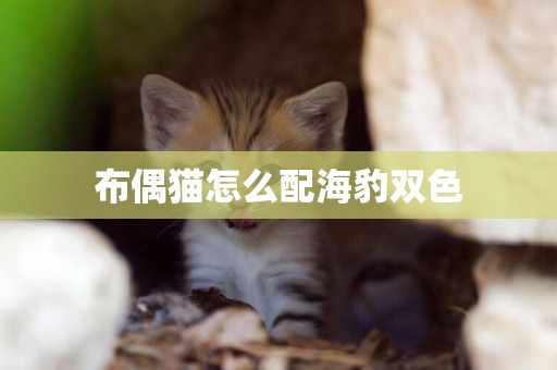 布偶貓怎么配海豹雙色