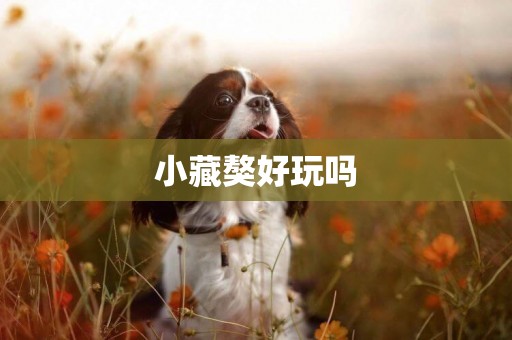 小藏獒好玩嗎
