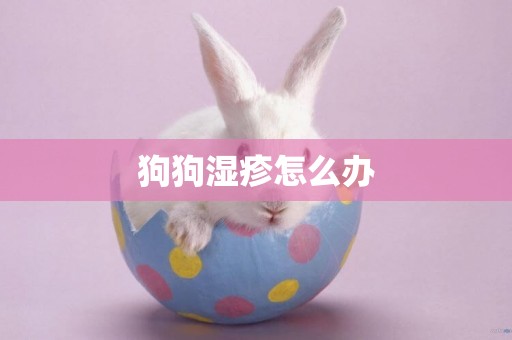 狗狗濕疹怎么辦