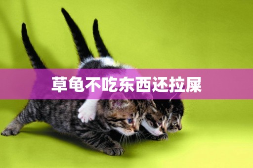 草龜不吃東西還拉屎