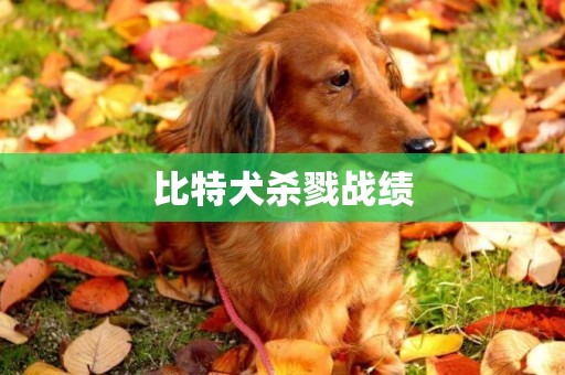 比特犬殺戮戰績