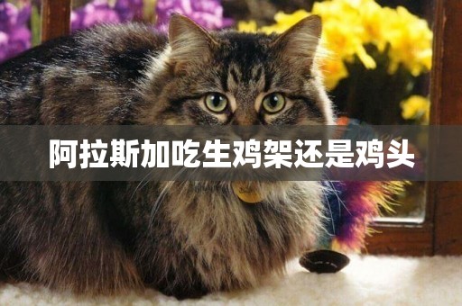 阿拉斯加吃生雞架還是雞頭