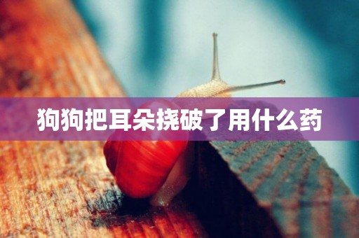 狗狗把耳朵撓破了用什么藥