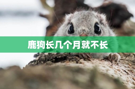 鹿狗長幾個月就不長
