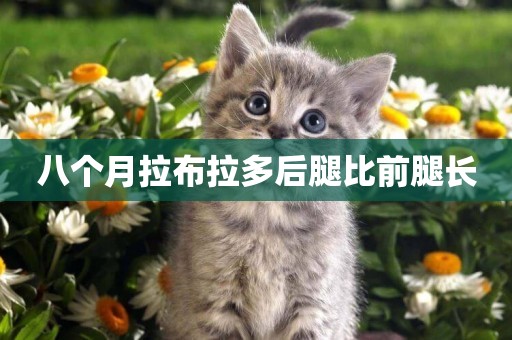 八個月拉布拉多后腿比前腿長