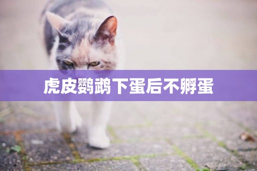 虎皮鸚鵡下蛋后不孵蛋