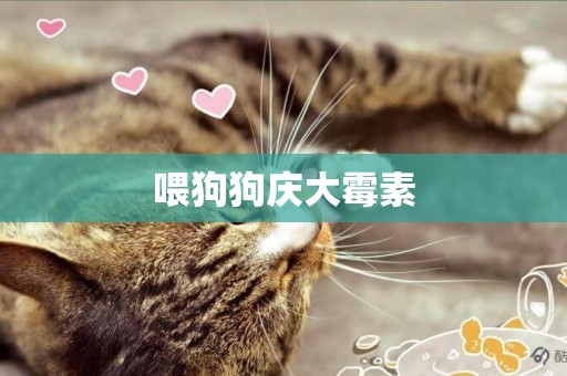 喂狗狗慶大霉素