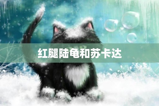 紅腿陸龜和蘇卡達