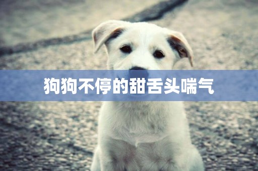 狗狗不停的甜舌頭喘氣