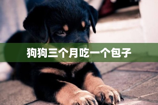 狗狗三個月吃一個包子