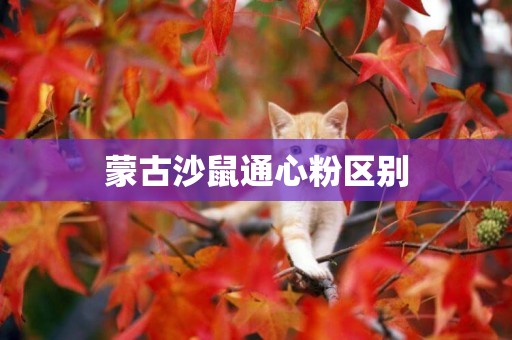 蒙古沙鼠通心粉區別