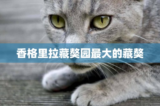 香格里拉藏獒園最大的藏獒