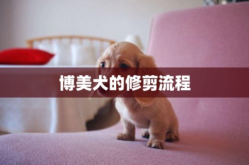 博美犬的修剪流程