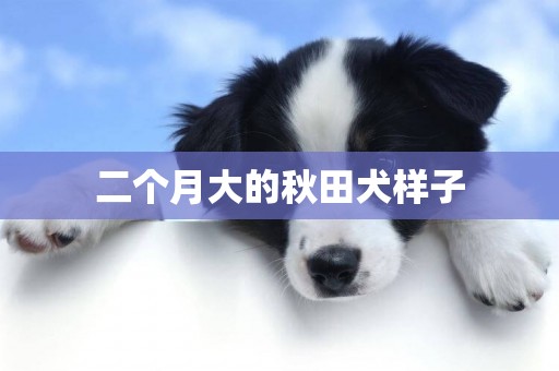 二個月大的秋田犬樣子