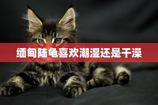 緬甸陸龜喜歡潮濕還是干澡
