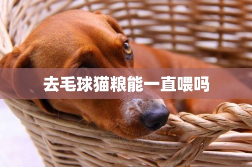 去毛球貓糧能一直喂嗎