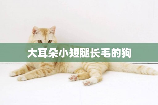大耳朵小短腿長毛的狗