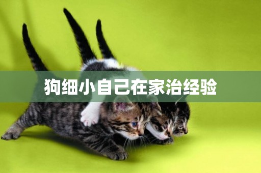 狗細小自己在家治經驗